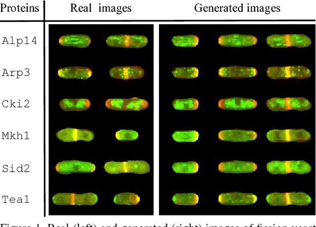 Figure 1 for GANs for Biological Image Synthesis
