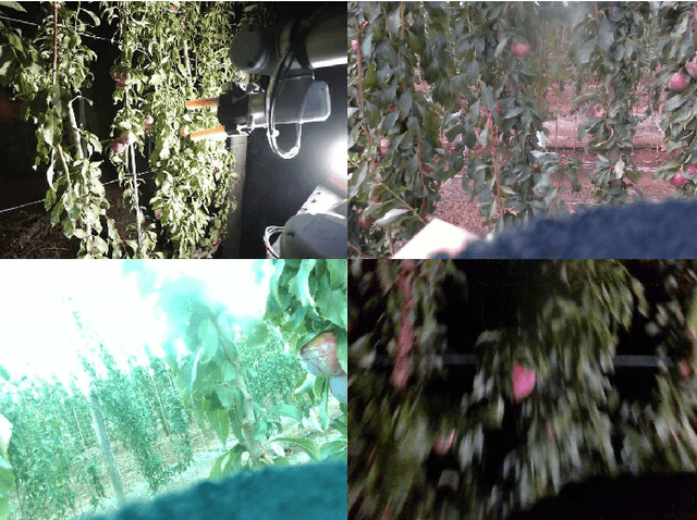 Figure 1 for Dataset and Performance Comparison of Deep Learning Architectures for Plum Detection and Robotic Harvesting