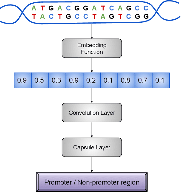 Figure 1 for CapsProm: A Capsule Network For Promoter Prediction