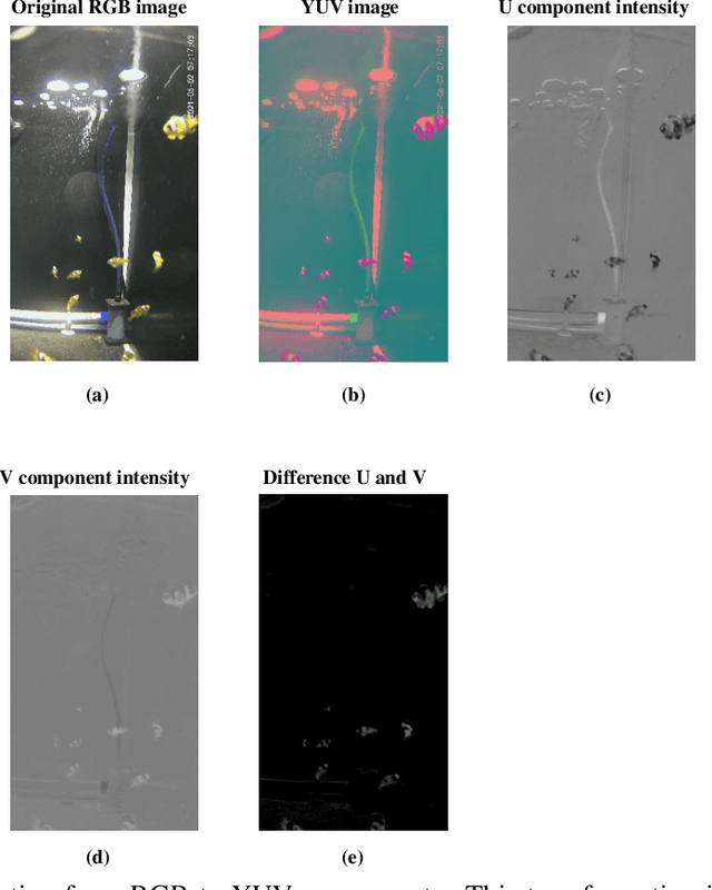 Figure 3 for Spatial Distribution Patterns of Clownfish in Recirculating Aquaculture Systems