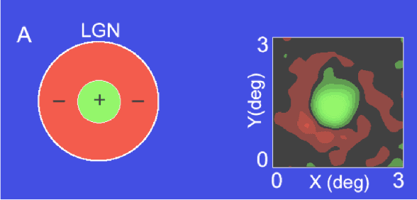 Figure 1 for LGN-CNN: a biologically inspired CNN architecture
