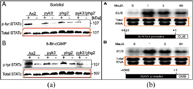 Figure 1 for Learning to identify image manipulations in scientific publications