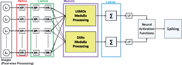 Figure 2 for Synthetic Neural Vision System Design for Motion Pattern Recognition in Dynamic Robot Scenes