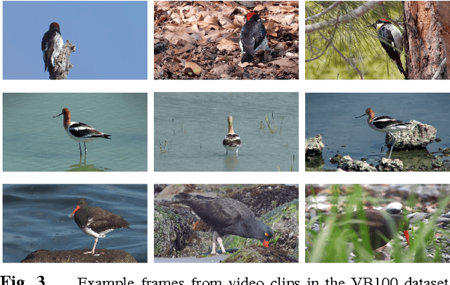 Figure 3 for Exploiting Temporal Information for DCNN-based Fine-Grained Object Classification