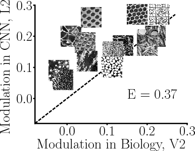 Figure 4 for Correspondence of Deep Neural Networks and the Brain for Visual Textures