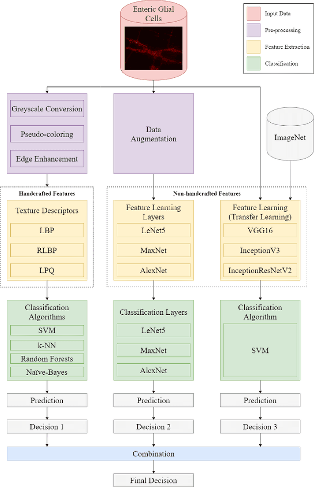 Figure 1 for Automatic Chronic Degenerative Diseases Identification Using Enteric Nervous System Images