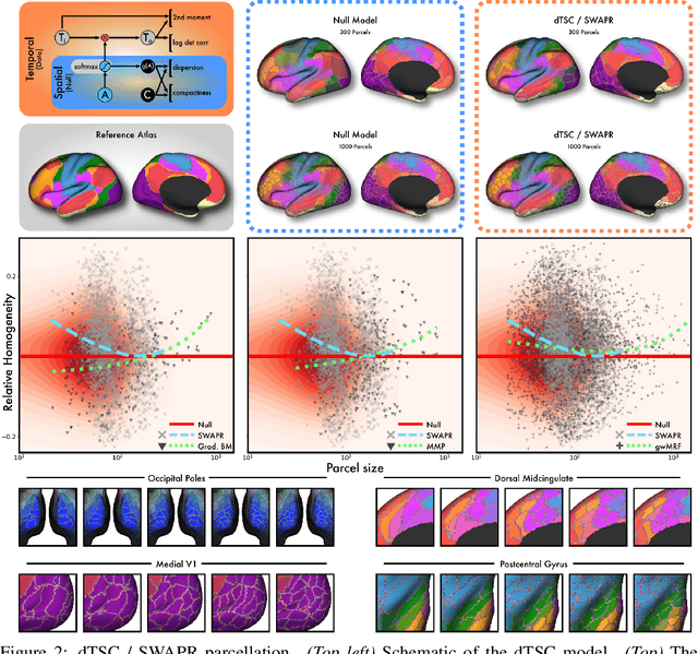 Figure 3 for Differentiable programming for functional connectomics