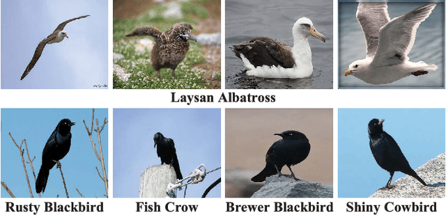 Figure 1 for Fast Fine-grained Image Classification via Weakly Supervised Discriminative Localization