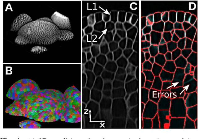 Figure 1 for SEGMENT3D: A Web-based Application for Collaborative Segmentation of 3D images used in the Shoot Apical Meristem