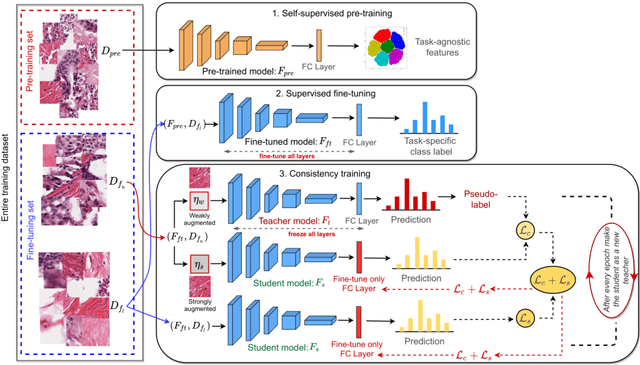 Figure 1 for Self-supervised driven consistency training for annotation efficient histopathology image analysis