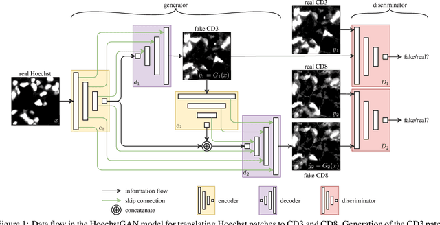 Figure 1 for HoechstGAN: Virtual Lymphocyte Staining Using Generative Adversarial Networks