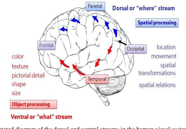 Figure 2 for Using an AI creativity system to explore how aesthetic experiences are processed along the brains perceptual neural pathways