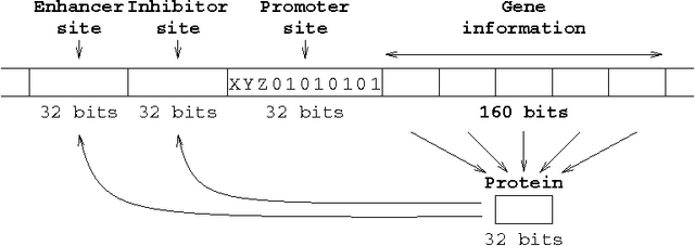 Figure 1 for Evolving Genes to Balance a Pole