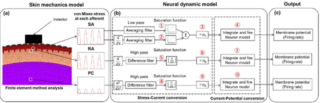 Figure 1 for Computational Models for SA, RA, PC Afferent to Reproduce Neural Responses to Dynamic Stimulus Using FEM Analysis and a Leaky Integrate-and-Fire Model