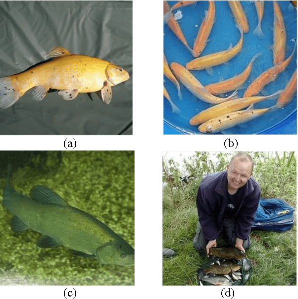 Figure 1 for Multi-path Convolutional Neural Networks for Complex Image Classification