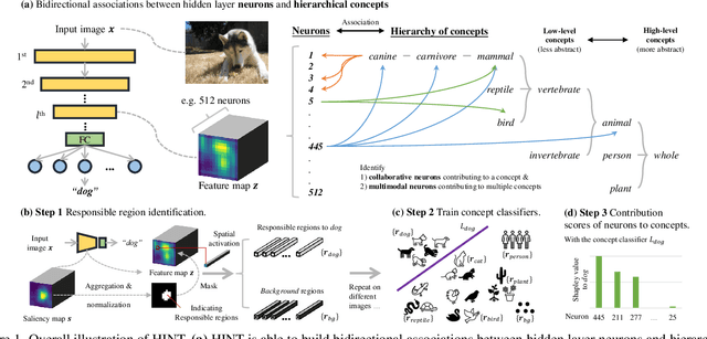 Figure 1 for HINT: Hierarchical Neuron Concept Explainer