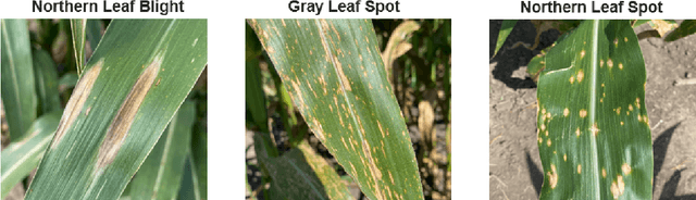 Figure 1 for CD&S Dataset: Handheld Imagery Dataset Acquired Under Field Conditions for Corn Disease Identification and Severity Estimation