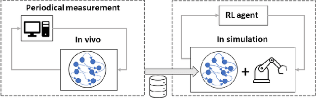 Figure 1 for Design strategies for controlling neuron-connected robots using reinforcement learning