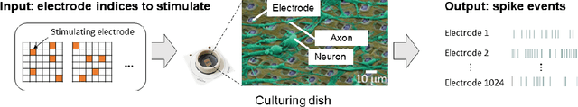 Figure 3 for Design strategies for controlling neuron-connected robots using reinforcement learning