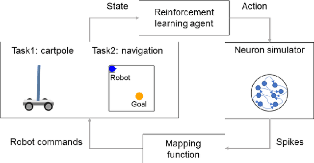 Figure 4 for Design strategies for controlling neuron-connected robots using reinforcement learning