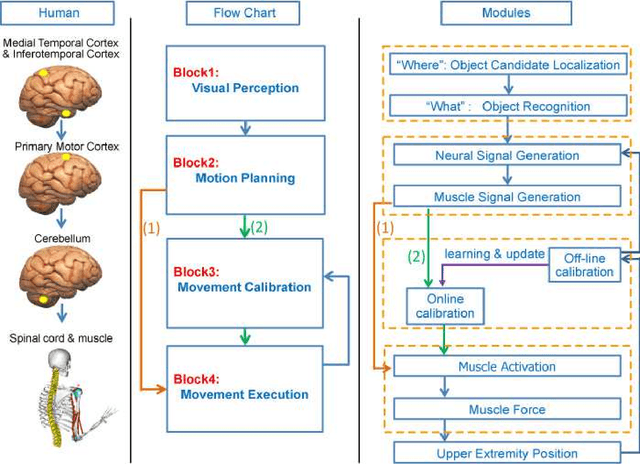 Figure 1 for Biologically inspired model simulating visual pathways and cerebellum function in human - Achieving visuomotor coordination and high precision movement with learning ability