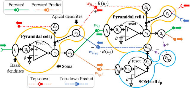Figure 1 for BioLeaF: A Bio-plausible Learning Framework for Training of Spiking Neural Networks