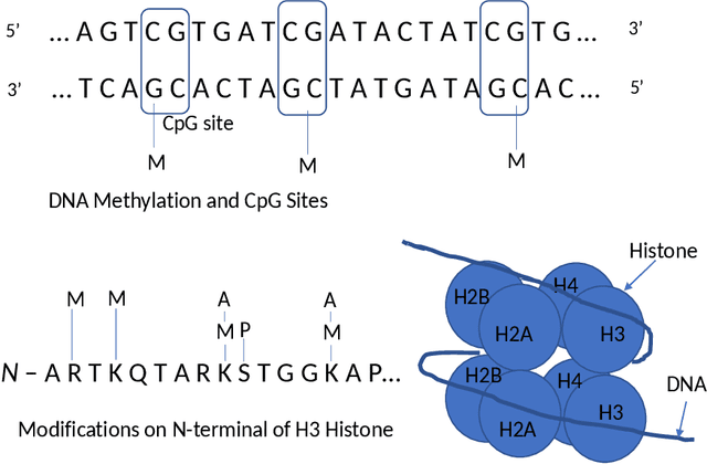 Figure 1 for Transform-Domain Classification of Human Cells based on DNA Methylation Datasets