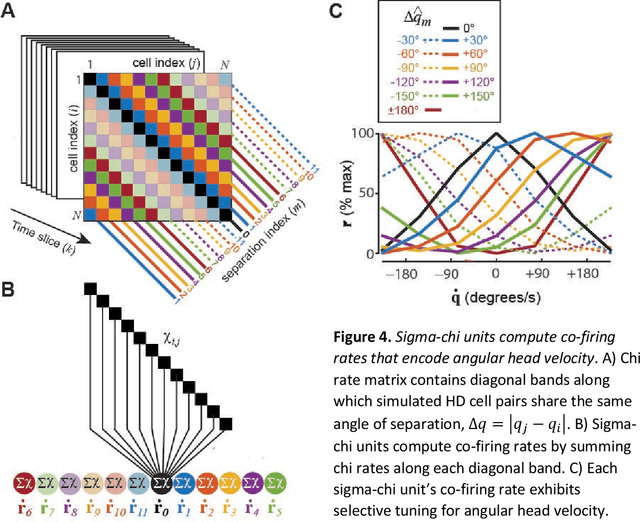 Figure 4 for An uncertainty principle for neural coding: Conjugate representations of position and velocity are mapped onto firing rates and co-firing rates of neural spike trains
