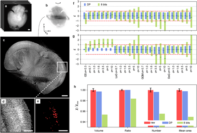 Figure 4 for Quantifying the effect of image compression on supervised learning applications in optical microscopy