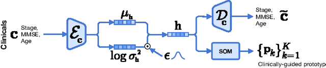 Figure 3 for XADLiME: eXplainable Alzheimer's Disease Likelihood Map Estimation via Clinically-guided Prototype Learning