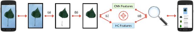 Figure 3 for Treelogy: A Novel Tree Classifier Utilizing Deep and Hand-crafted Representations