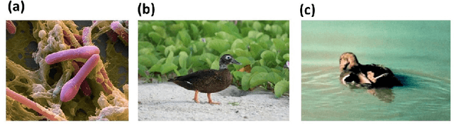 Figure 1 for Bird-Area Water-Bodies Dataset and Predictive AI Model for Avian Botulism Outbreak