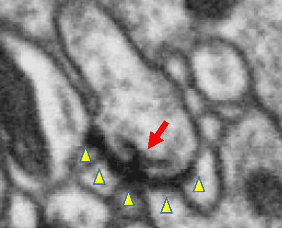 Figure 3 for Annotating Synapses in Large EM Datasets