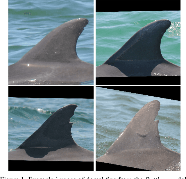 Figure 1 for Integral Curvature Representation and Matching Algorithms for Identification of Dolphins and Whales