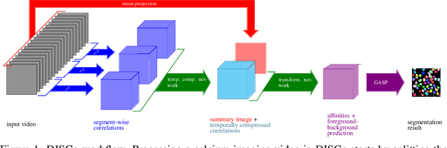 Figure 1 for DISCo for the CIA: Deep learning, Instance Segmentation, and Correlations for Calcium Imaging Analysis