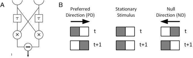 Figure 2 for Can Transfer Entropy Infer Causality in Neuronal Circuits for Cognitive Processing?
