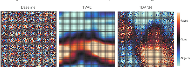 Figure 1 for Modeling Category-Selective Cortical Regions with Topographic Variational Autoencoders