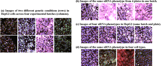 Figure 1 for DeepNoise: Disentanglement of Experimental Noise from Real Biological Signals based on Fluorescent Microscopy Image Classification via Deep Learning