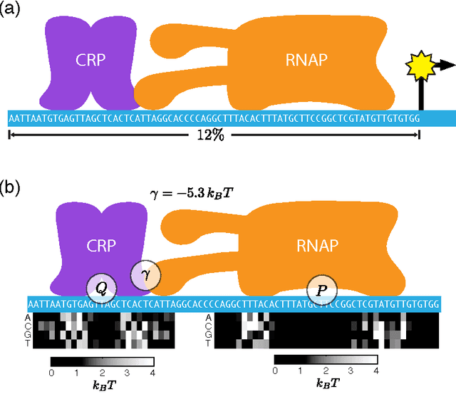 Figure 4 for Learning quantitative sequence-function relationships from massively parallel experiments
