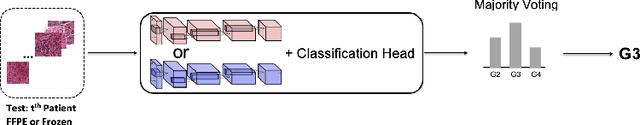 Figure 3 for Mutual Contrastive Learning to Disentangle Whole Slide Image Representations for Glioma Grading