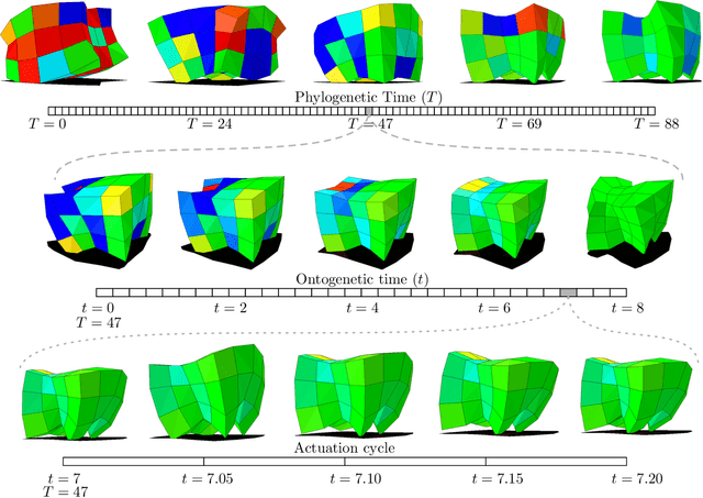 Figure 1 for A Minimal Developmental Model Can Increase Evolvability in Soft Robots