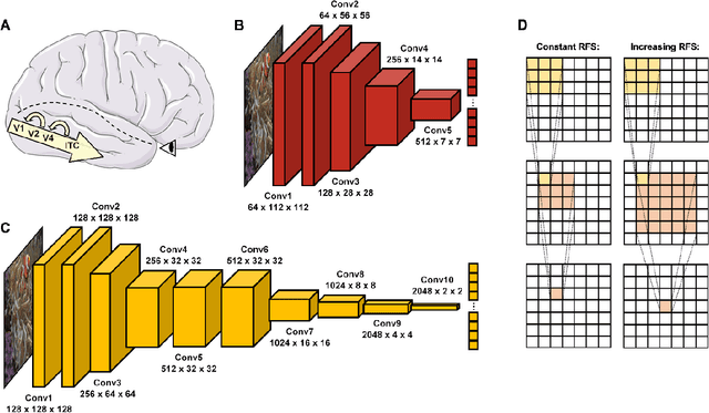 Figure 1 for Comparing object recognition in humans and deep convolutional neural networks -- An eye tracking study
