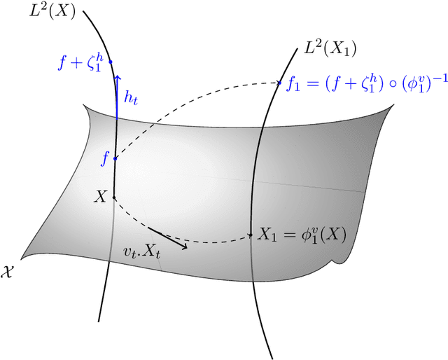 Figure 2 for The fshape framework for the variability analysis of functional shapes