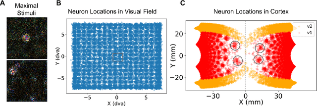 Figure 1 for Adapting Brain-Like Neural Networks for Modeling Cortical Visual Prostheses