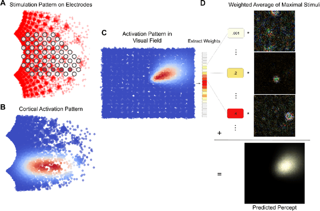 Figure 2 for Adapting Brain-Like Neural Networks for Modeling Cortical Visual Prostheses