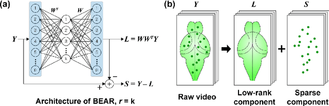 Figure 1 for Efficient Neural Network Approximation of Robust PCA for Automated Analysis of Calcium Imaging Data