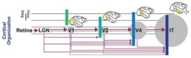 Figure 1 for Training cascaded networks for speeded decisions using a temporal-difference loss