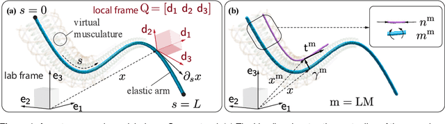 Figure 1 for Energy Shaping Control of a Muscular Octopus Arm Moving in Three Dimensions