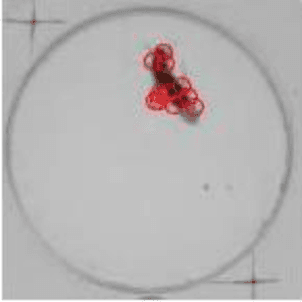Figure 4 for Computer-Aided Automated Detection of Gene-Controlled Social Actions of Drosophila