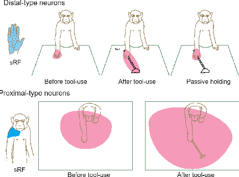 Figure 1 for Robotic self-representation improves manipulation skills and transfer learning